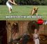 Daenerys enseñando cómo criar mascotas